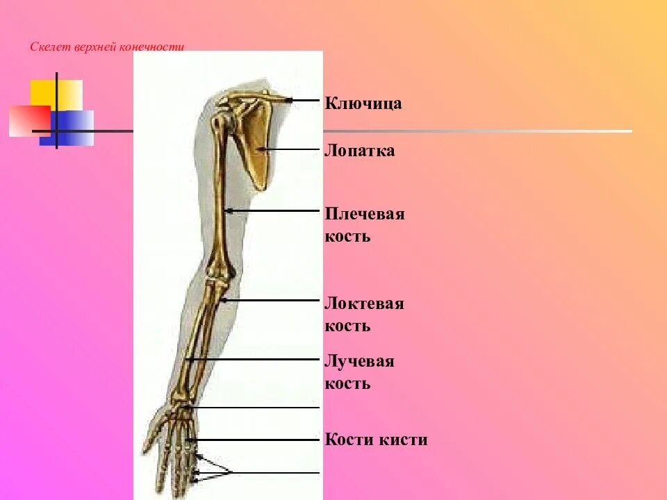 Скелет конечностей 8 класс. Скелет конечностей 8 класс