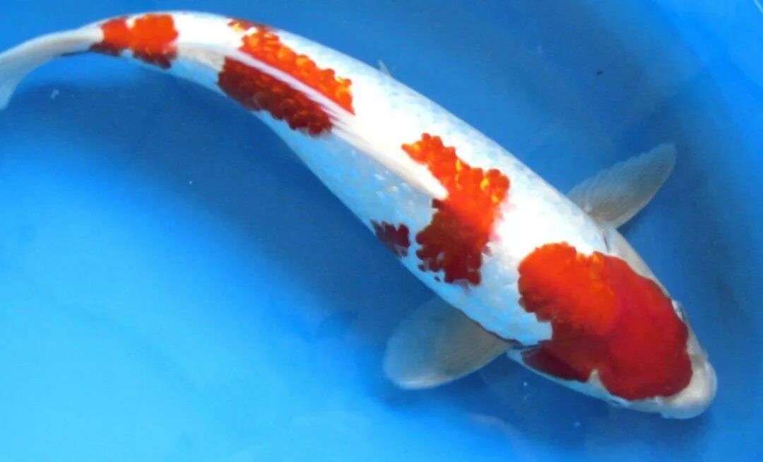 Каваримоно карп кои. Ане кои. Кои ханако. Feelin koi skin on rampart. Ане кои.