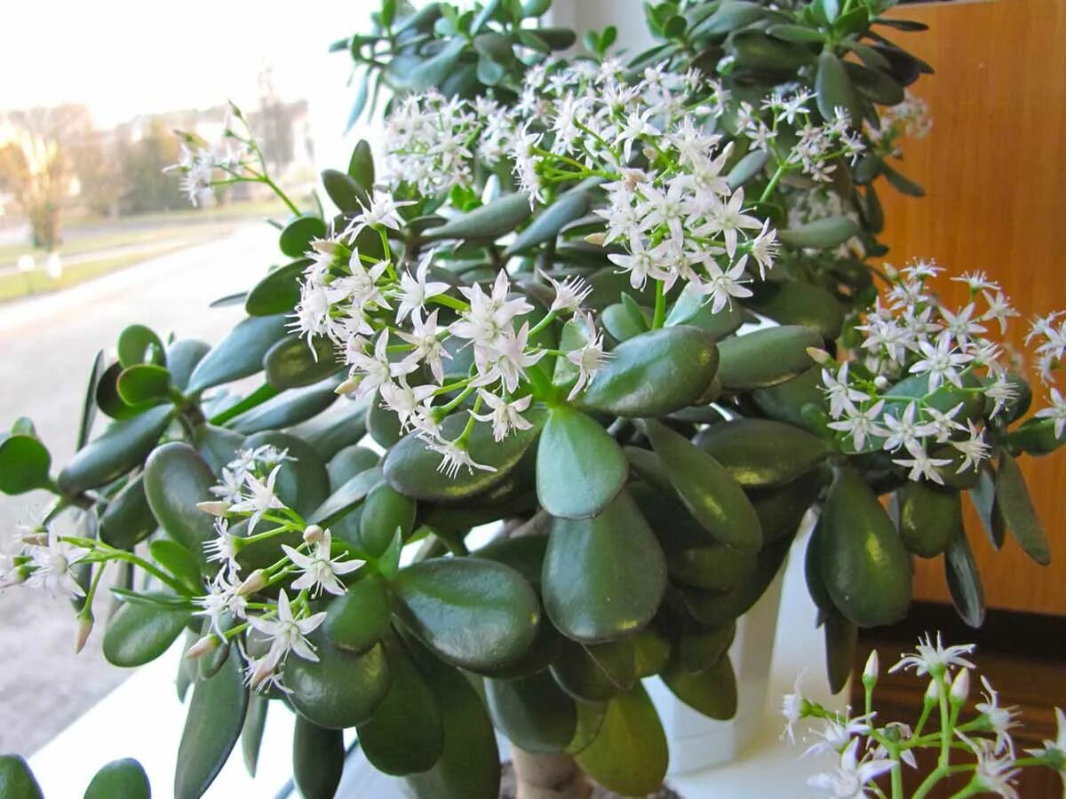 Толстянка денежное дерево ядовитое?. Почему цветок денежное дерево. Крассула толстянка денежное. Толстянка денежное дерево. Толстянка цветок.