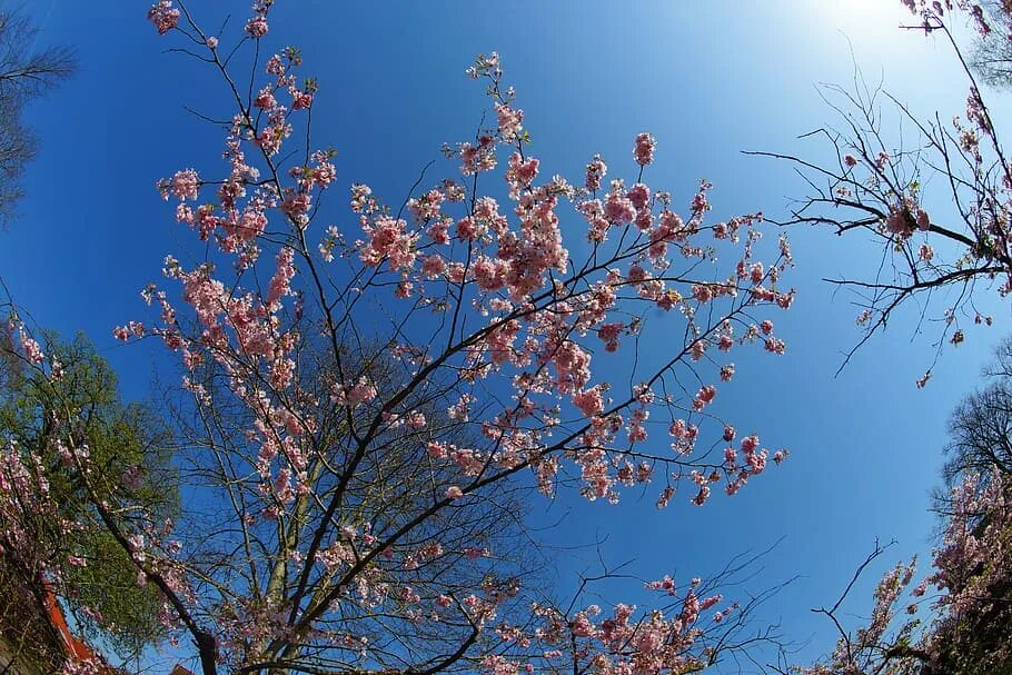 Приподнимется на гибких ветвях и зацветет. Японская слива цветение. Японская вишня.