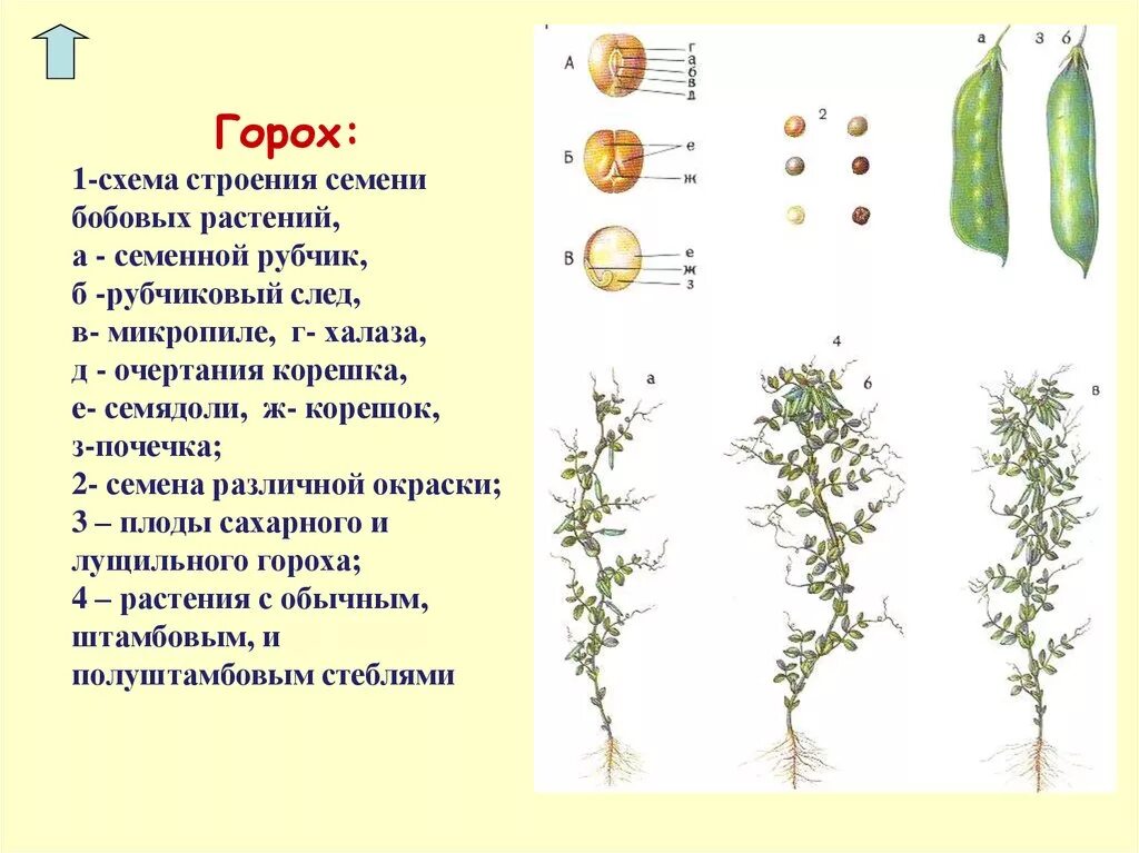 Схема строения семени зерновых бобовых культур. Структура гороха посевного. Горох посевной строение. Вид плода гороха посевного.