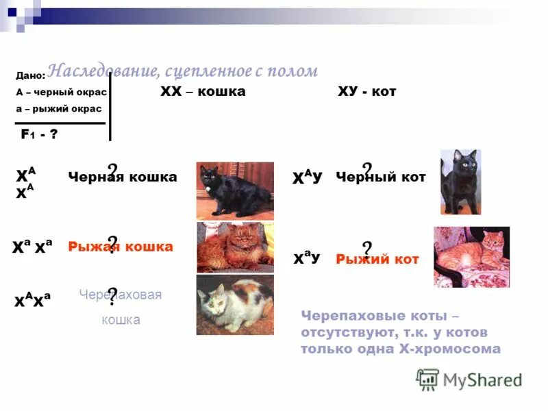 Наследование черепаховой окраски у кошек задача. Задача на черепаховую кошку по генетике. Наследование окраски у кошек. Наследование окраски шерсти у кошек.