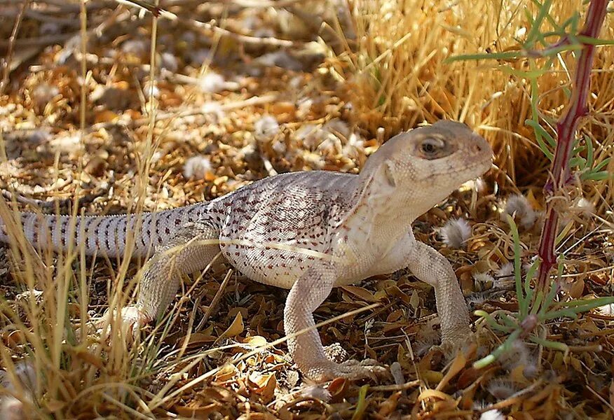 Северные ящерицы. Пустынная Скалистая игуана. Dipsosaurus dorsalis. Игуана заборная пустынная. Песчаная игуана.