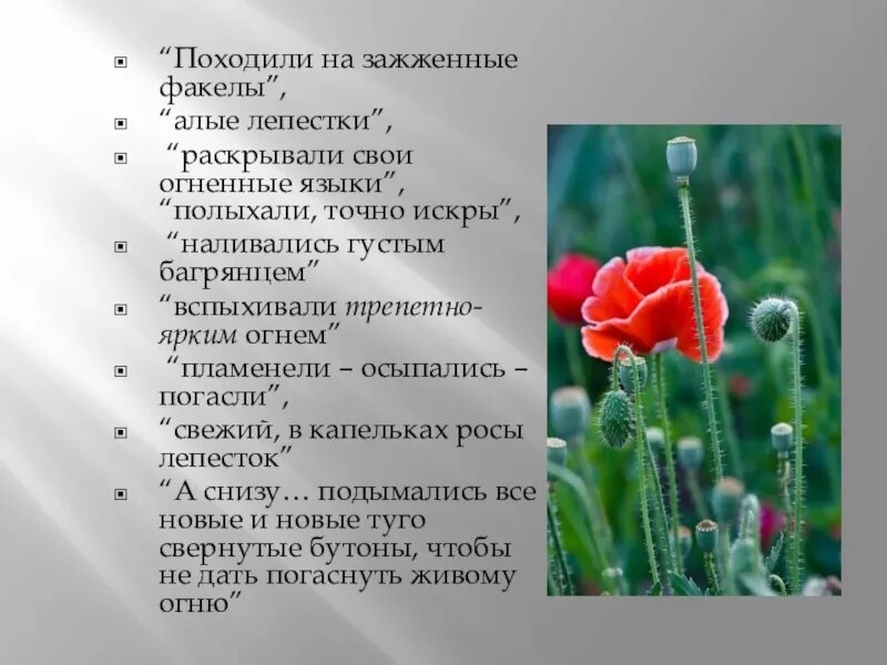 О чем рассказ живое пламя носова кратко. План по рассказу живое пламя. Живое пламя Носов план. План рассказа живое пламя Носова. Рассказ живое пламя.