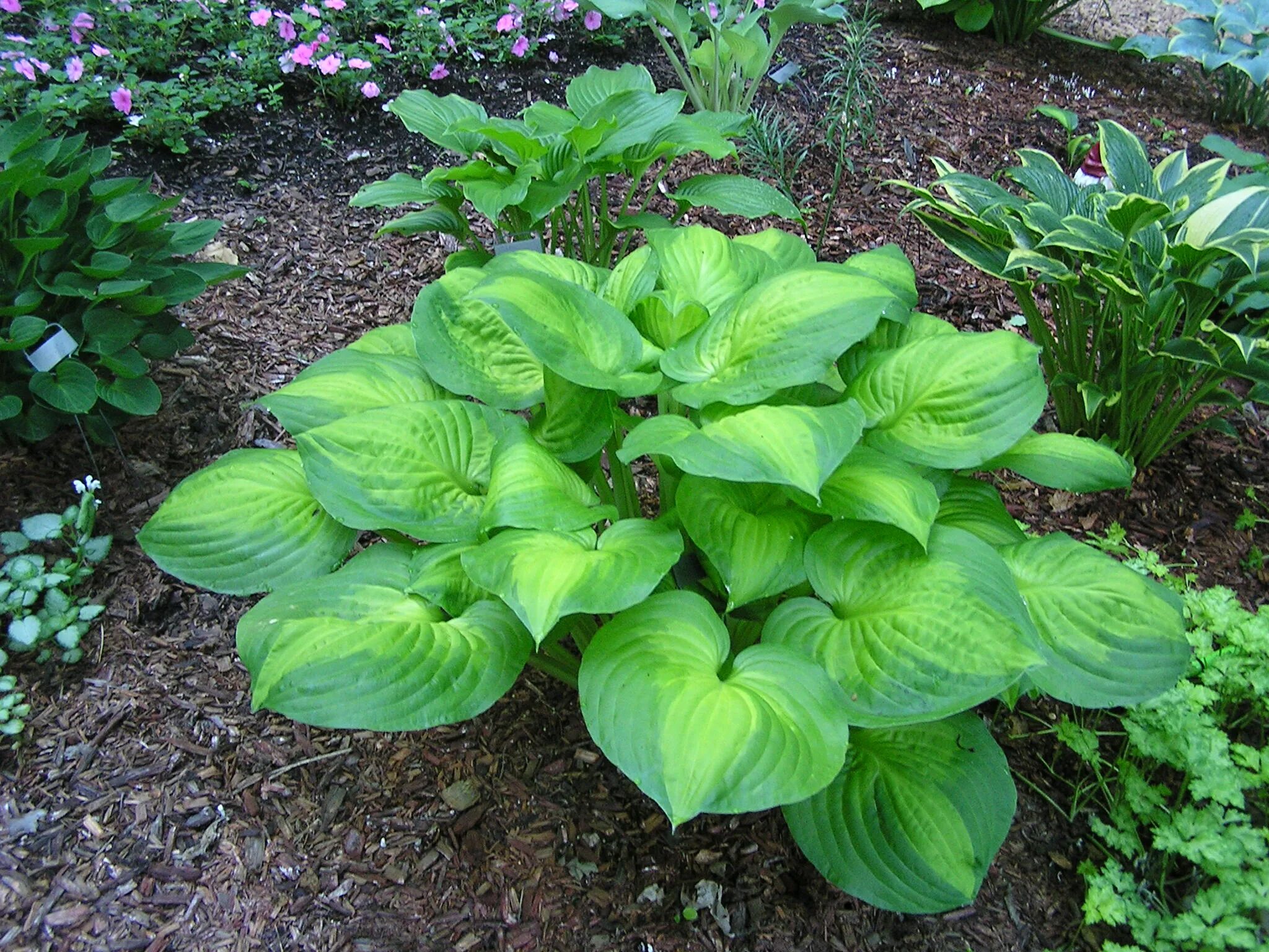 Хоста клаймакс. Майз хосте. Хоста супер сагае. Майз хосте. Майз хосте.