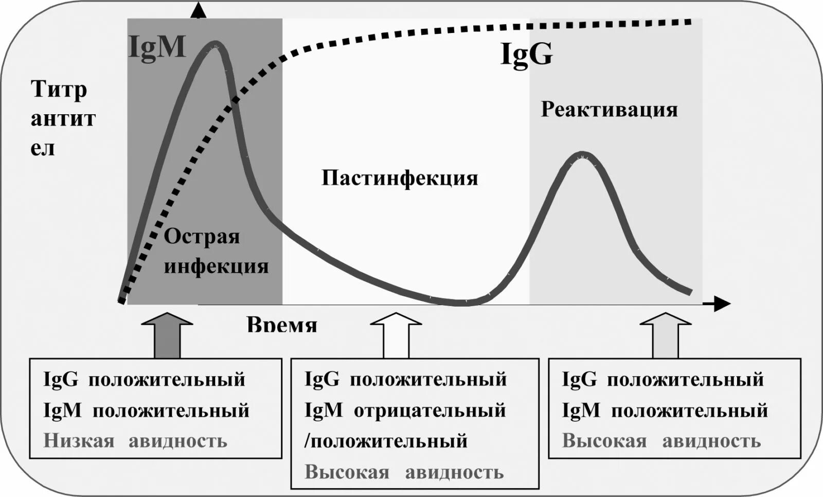 Иммуноглобулин титр. Авидность антител к герпесу 1/2. Низкая авидность антител. Авидность иммуноглобулина g. CMV антитела авидность.