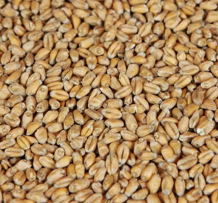 Солод пивоваренный ячменный светлый. Солод копченый пшеничный. Солод «wheat» viking, 1 кг. Солод из пшеницы. Пшеница зерно.