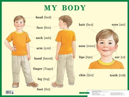 Body транскрипция