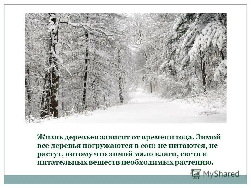 Время года зима изменения в жизни растений. Лиственные растения зимой. Жизнь растений зимой. Деревья зимой для презентации. Изменения в жизни растений зимой.