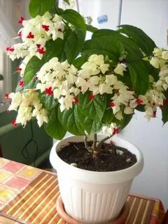 Клеродендрум горшок