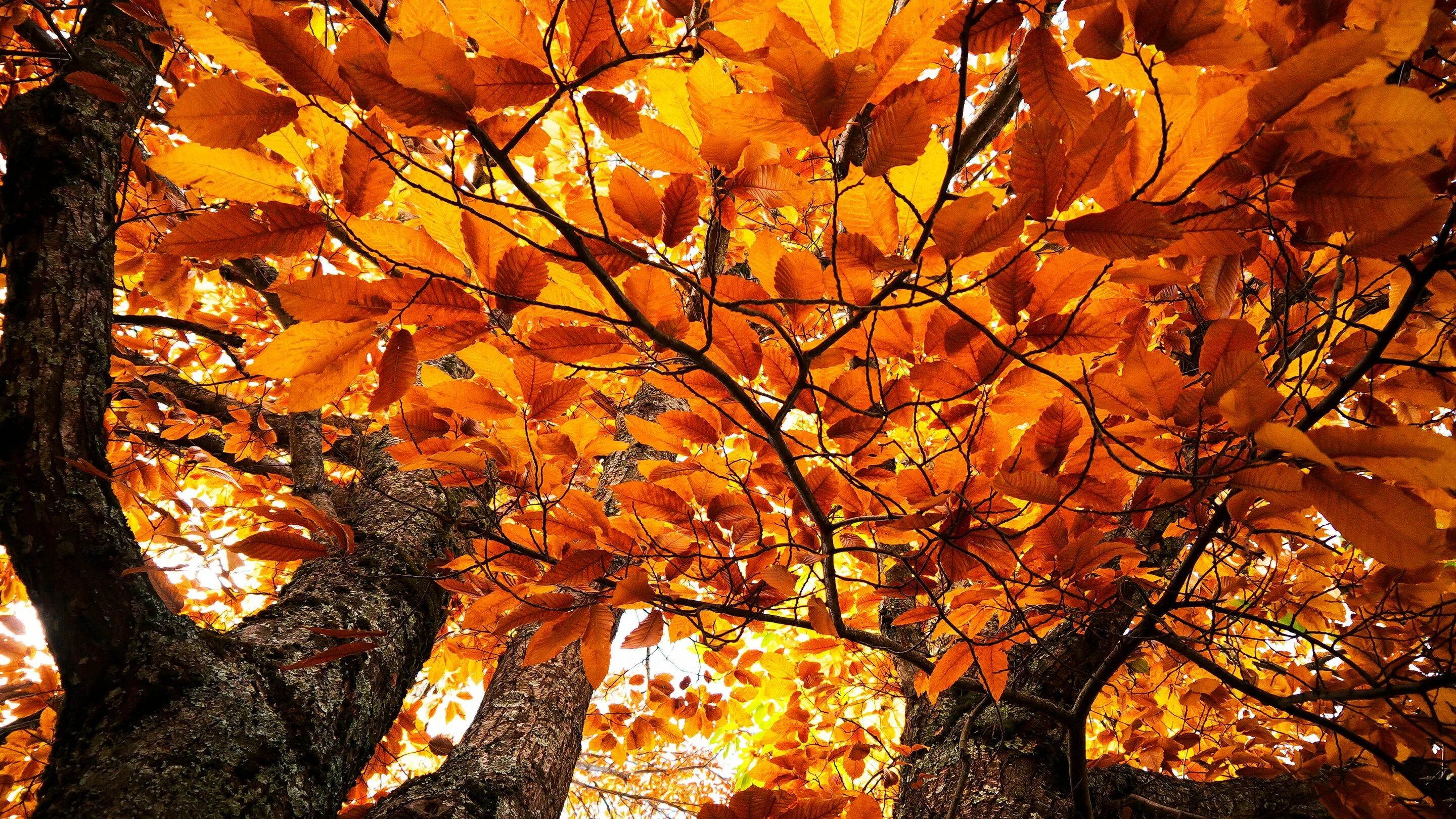 деревья осенью. осенняя листва. осенью листья на деревьях. осень листья. дерево осенний кленовый клен.