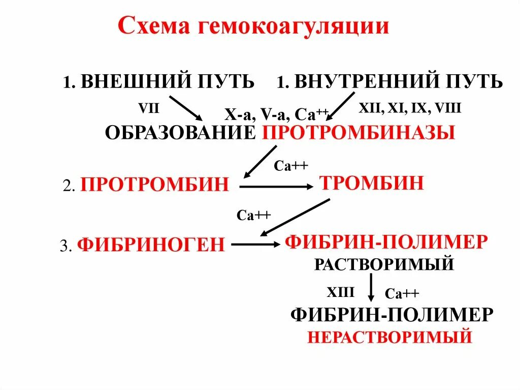 Фазы гемокоагуляции. Схема первой фазы гемокоагуляции. каскадный механизм гемокоагуляции.