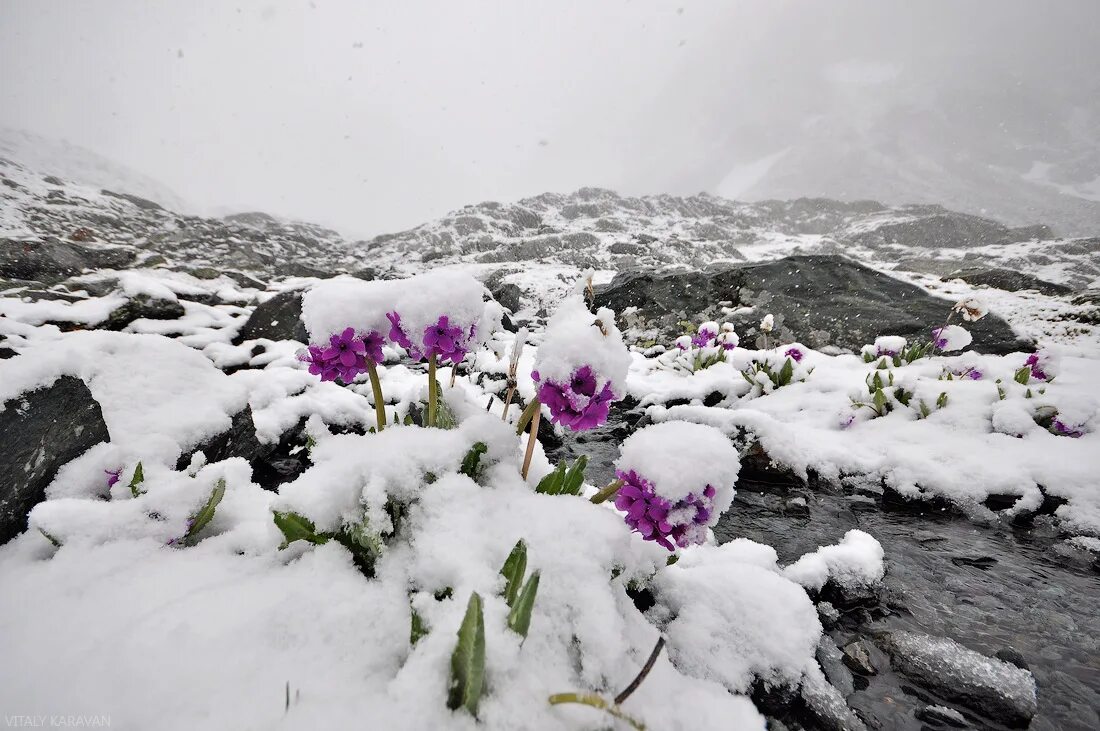 Цветы под снегом сериал. Цветы из под снега. Тюльпаны в снегу. Грусть зима цветы. Цветы под снегом.