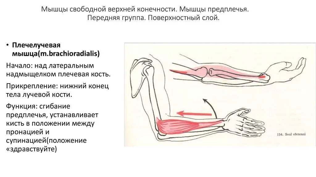 Функции мышц предплечья. Функции мышц предплечья