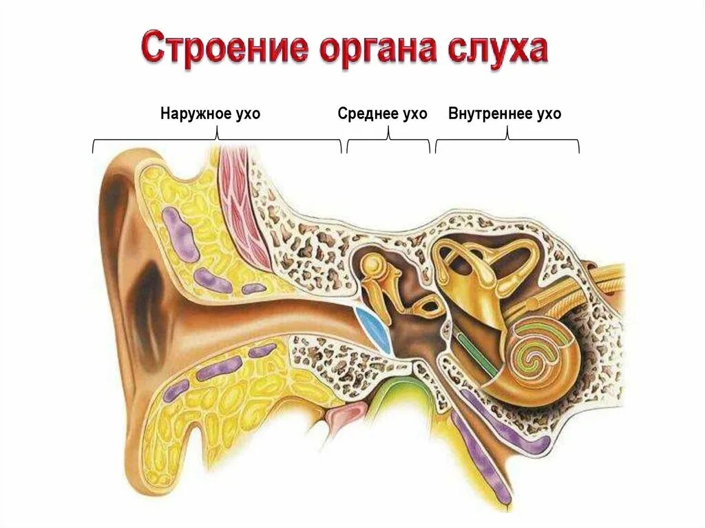 Строение слухового органа человека. Наружное ухо наружный слуховой проход. Строение слухового анализатора человека. Среднее ухо барабанная полость евстахиева труба. Слуховые косточки лицевой нерв барабанная перепонка ушная раковина.