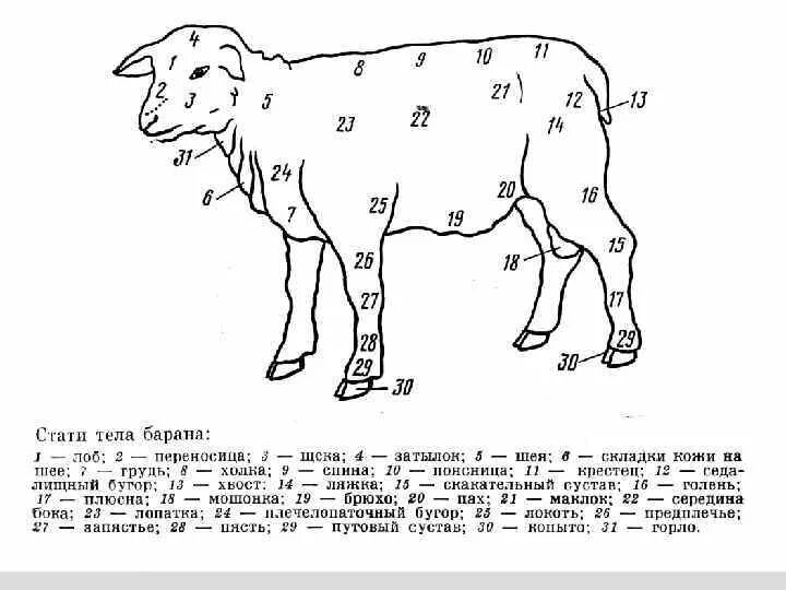 Укол ягненку. Стати крупного рогатого скота схема. Стати овцы с обозначениями. Схема промеров КРС. Овца строение тела.