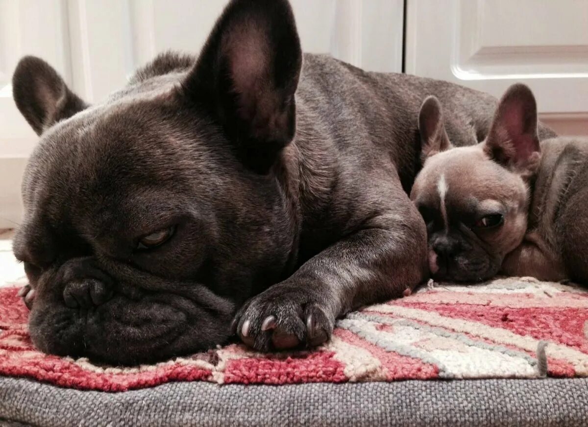 Расческа для французского бульдога. Флаффи бульдог. Вычесывание французского бульдога. Французский бульдог иды галич. Линяющий француз.