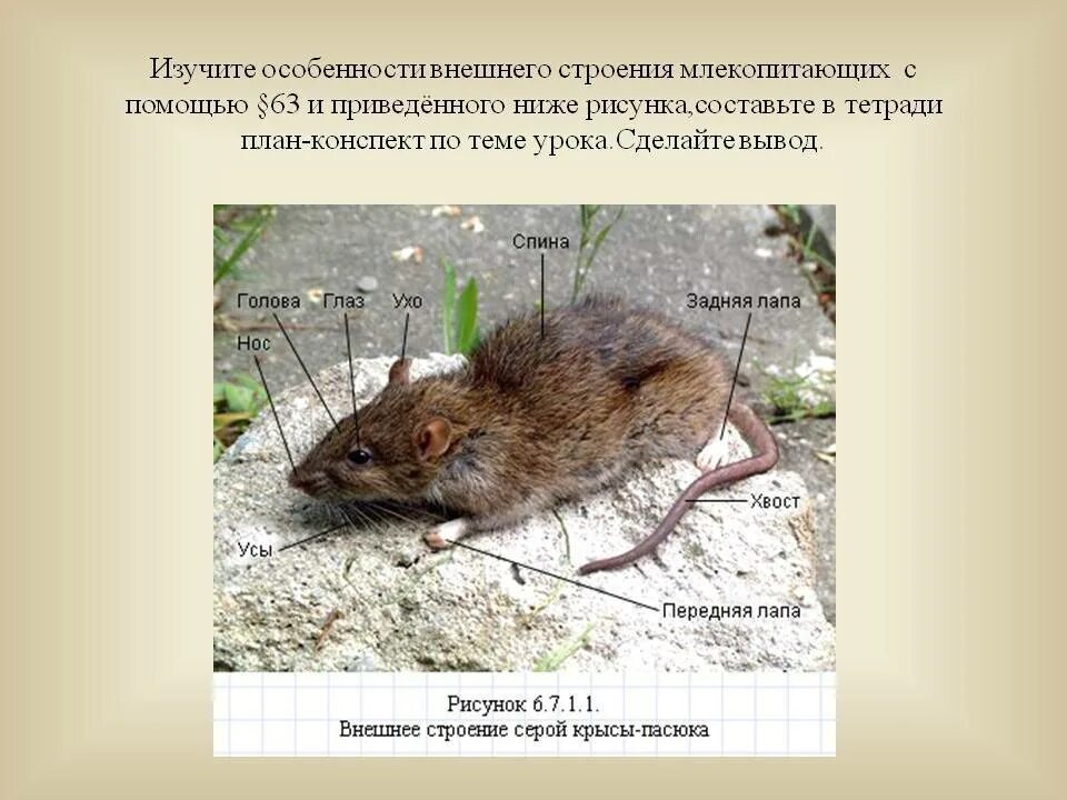 Грызуны строение. Особенности внешнего строения млекопитающих. внешнее строение мыши. мышь особенности строения. строение полевой мыши.