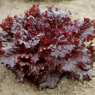 Салат с красными листьями