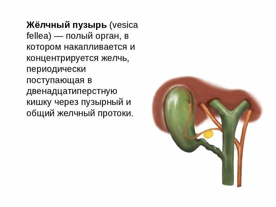 Как жить без желчного пузыря. Желчный пузырь. Желчный пузырь человека. Отключенный желчный пузырь.