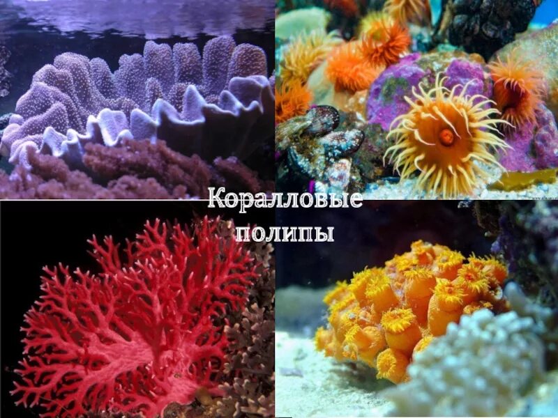 Класс полипы представители. Коралловые полипы (anthozoa). колониальные коралловые полипы биология. кишечнополостные класс коралловые полипы. тип кишечнополостные коралловые полипы.