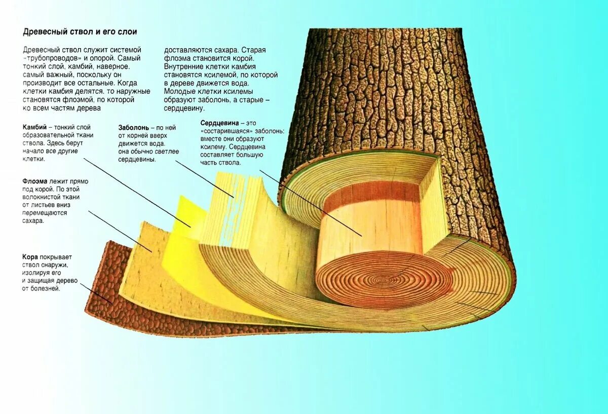 Строение ствола заболонь. Структура древесины камбий. Камбий и флоэма. Луб древесина камбий.