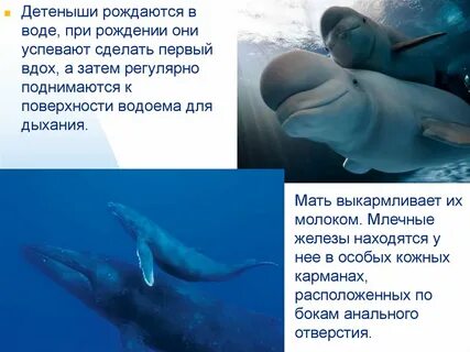 Температура тела кита