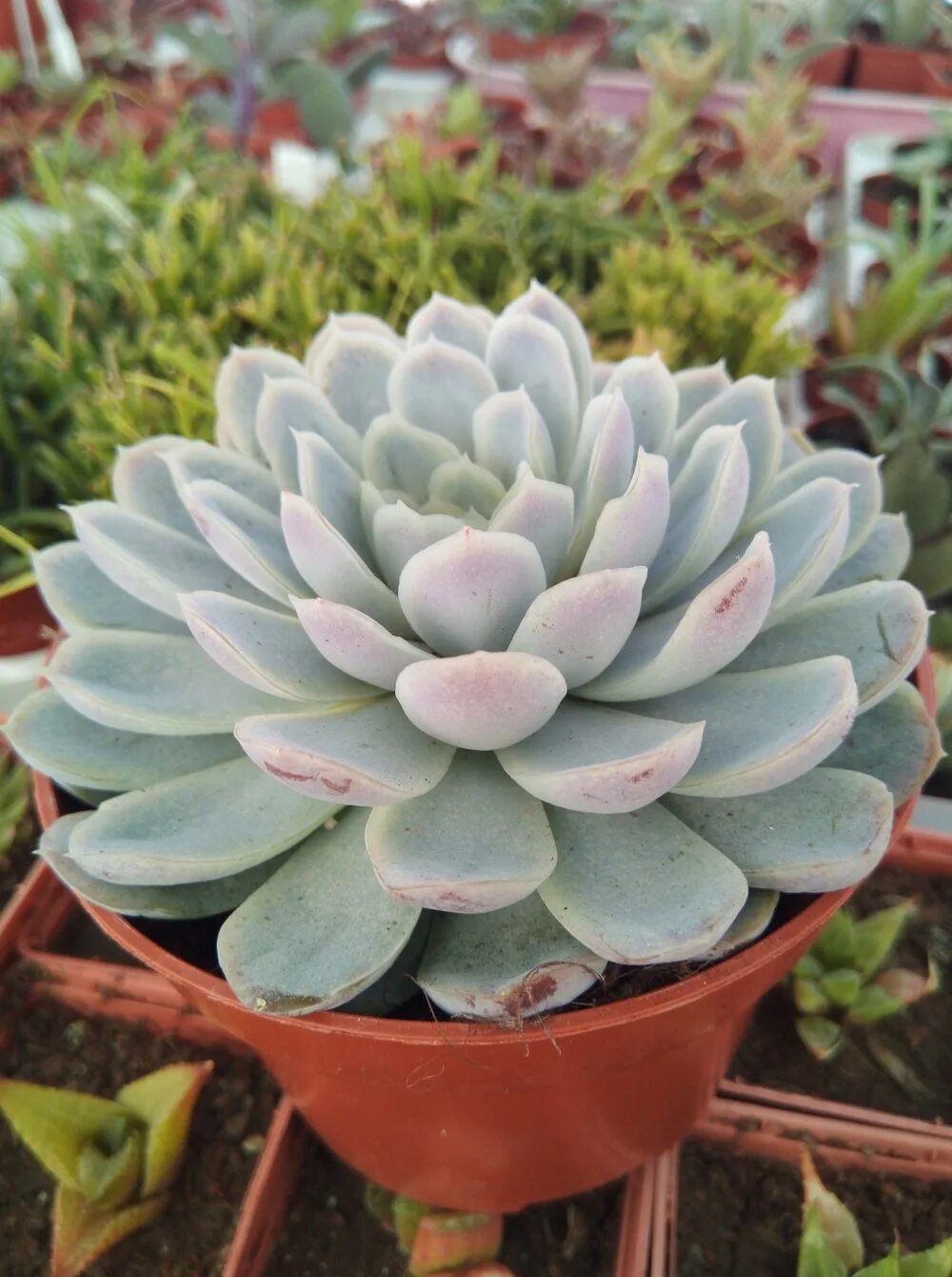 Эхеверия Элеганс. Суккулент эхеверия. Эхеверия изящная Echeveria elegans. Суккулент Пахифитум эхеверия