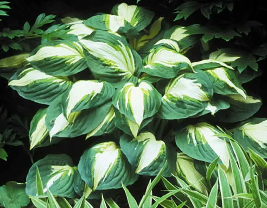 Хоста вулкан 1 шт. Хоста революшн. Хоста vulcan. Хоста вулкан. Хоста гибридная колор фестиваль.