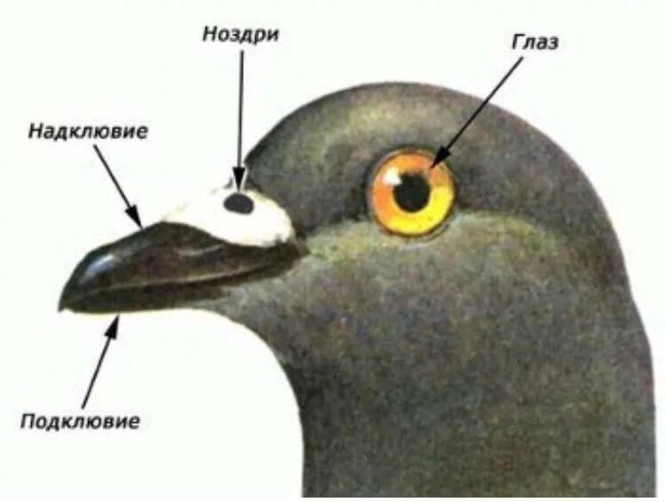 Структура глаза птицы. Строение клюва птицы. Строение надклювья птиц. Органы головы птицы надкльювье подкльве. Внешнее строение птиц клюв.