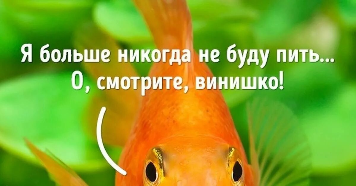 Память рыбки. Рыба с короткой памятью. Какая память у рыб. Память как у рыбки.