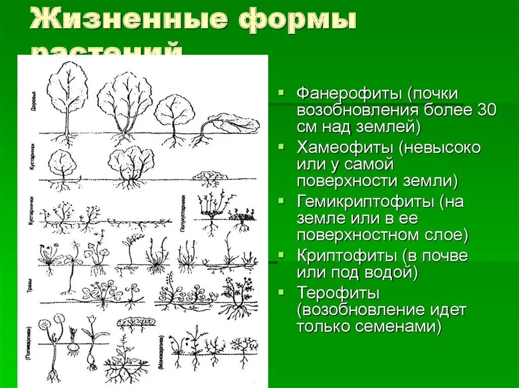 Жизненная форма 5 класс. Жизненные формы растений криптофит. Жизненные формы растений фанерофиты. Жизненный формы растенич. Классификация жизненных форм животных.