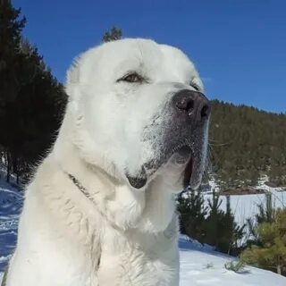Алабай видео