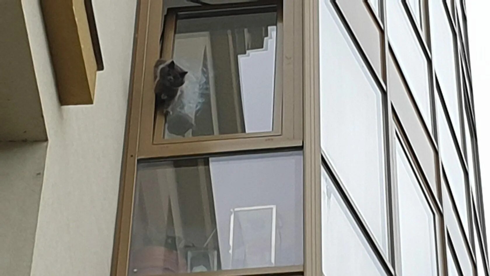 Кот застрял в окне. Коты застревают в окнах. Вертикальное проветривание и кошки.
