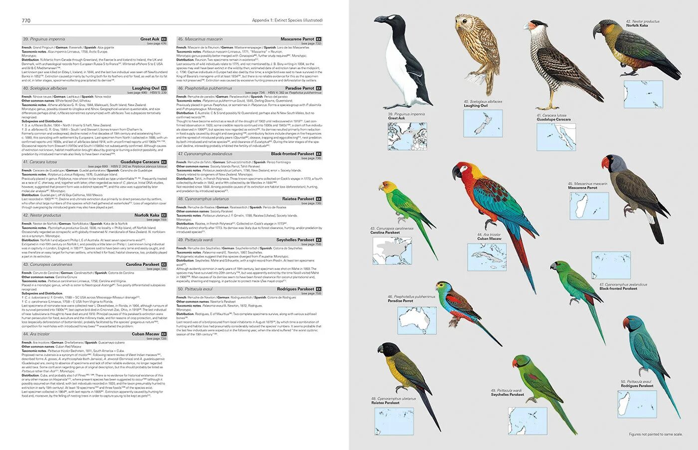 All the Birds of the World. Райские птицы карта распространение. Handbook of Birds of the World. Птицы Южной Америки список. Birds депозит