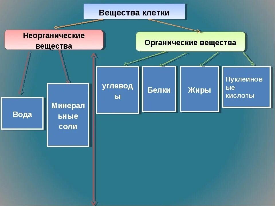 Химические соединения биология