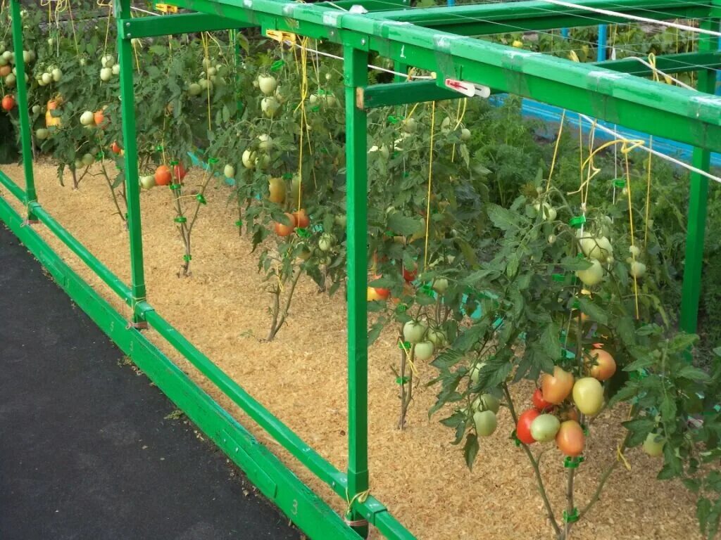 Помидоры на грядке. Мульчирование помидор. Грядки для помидоров в открытом. Грядки для томатов в открытом. Грядка для помидор в открытом грунте.