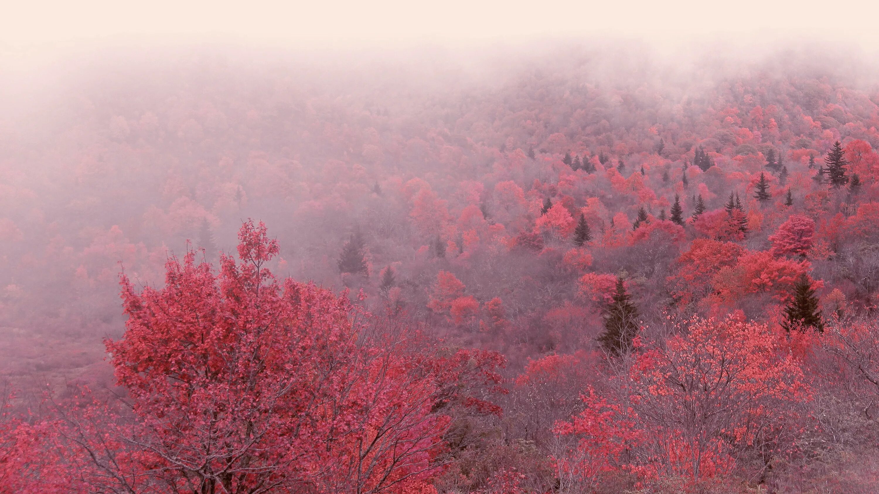 Розовые деревья в горах. Сакура в тумане. Розовый туман. Дерево в розовой дымке. Розовые деревья в тумане.