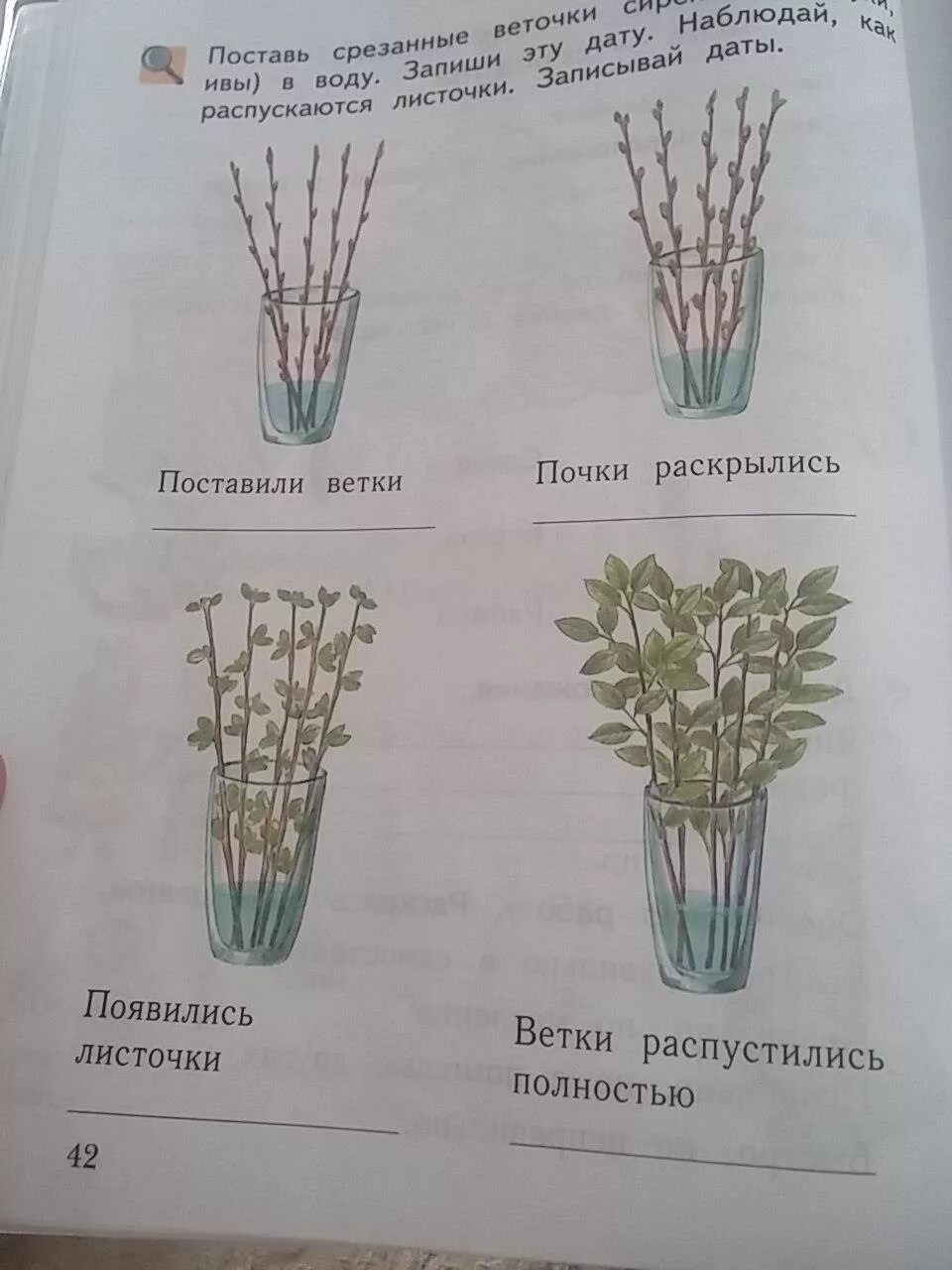 Дневник наблюдения за веточками тополя. Опыты с водой и растениями. Транспорт минеральных веществ в растении. Поставив обе веточки рядом сравнивая цвет. Поставив обе веточки рядом сравнивая цвет.