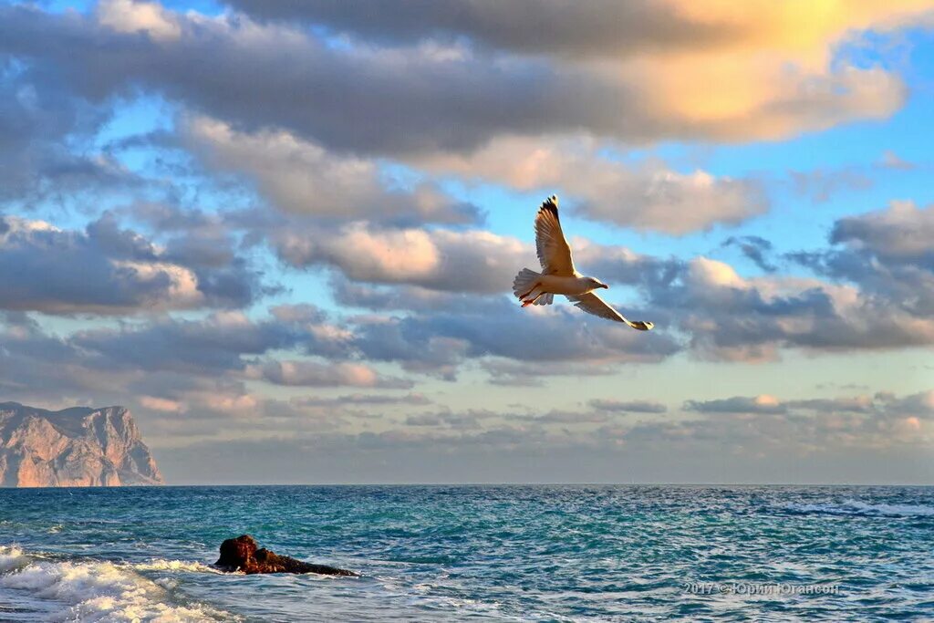 Облака бегут над морем значение. Море птицы. Птицы над морем. Полет птицы над морем. Чайка на море.