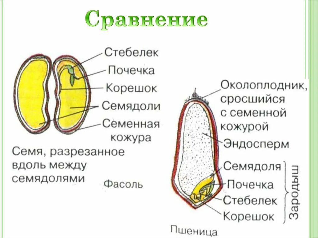 Какое строение имеют семена двудольных растений. Биология 7 класс строение семени фасоли и зерновки пшеницы. Строение семени фасоли и пшеницы 6 класс. Строение семени перца. Строение фасоли и зерновки пшеницы.