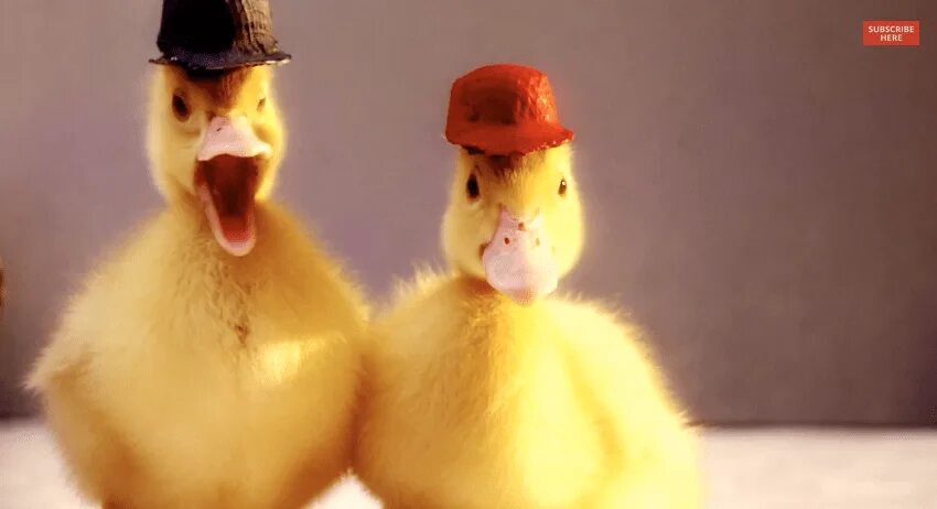 Don t duck with me