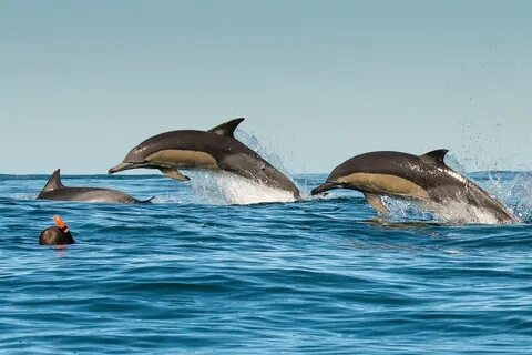 Дельфины в черном море