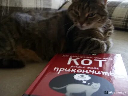 Кот решала
