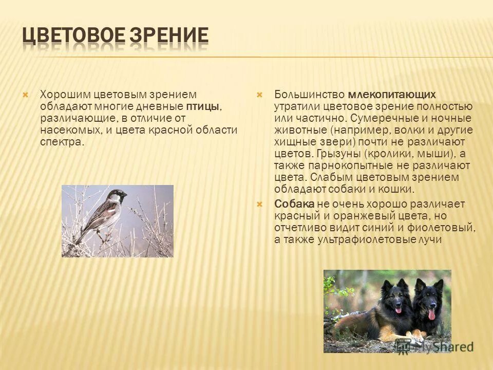 цветовое зрение млекопитающих. зрение млекопитающих. глаза животных. органы зрения млекопитающих. птицы обладают цветным зрением.