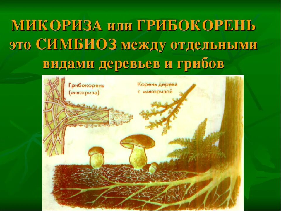 Что такое микориза у грибов 5 класс. Строение гриба микориза. Шляпочные грибы микориза. Микориза грибокорень. Что такое микориза у грибов