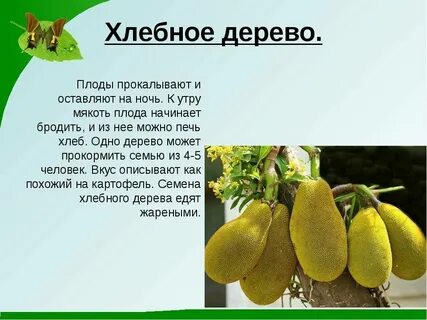 Почему плоды