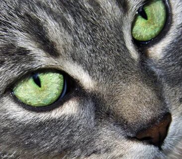 Green eyes the cats