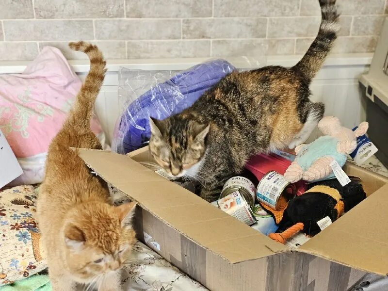 приют для кошек кэт хаус в калифорнии. осиротевший приют новосибирск. дари добро приют новосибирск. приют для животных губкинский доброе сердце. приют для кошек в новосибирске дари добро.