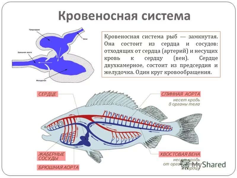 Какие системы органов у рыб. Кровеносная система кистепёрых рыб. Замкнутая кровеносная система схема рыбы. Схема строения кровеносной системы костной рыбы. Надкласс рыбы кровеносная система.